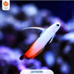 5 ปลาทะเลยอดนิยม เลี้ยงได้ ไม่ผิดกฎหมาย