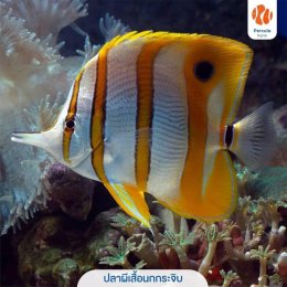 5 ปลาทะเลยอดนิยม เลี้ยงได้ ไม่ผิดกฎหมาย