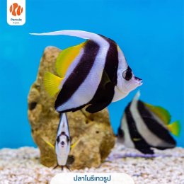 5 ปลาทะเลยอดนิยม เลี้ยงได้ ไม่ผิดกฎหมาย