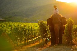 “หัวหินฮิลส์” รีแบรนด์“มอนซูน แวลลีย์” ตอกย้ำความสำเร็จของไวน์ไทยระดับโลก