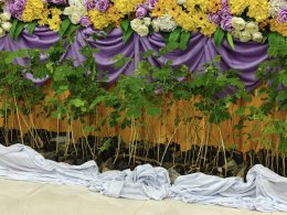 เอ็น เอส เอ็นเนอร์ยี่ ร่วมกิจกรรมแจกต้นกล้าฉำฉา จำนวน 3,000 ต้นให้แก่เกษตรกรที่สนใจ อำเภอแม่ทะ จังหวัดลำปาง