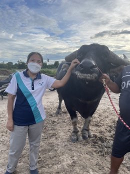 เร่งสร้างเครือข่าย " การผลิตกระบือคุณภาพ เพื่อการค้าภายในและต่างประเทศ " งานวิจัย และบริการวิชาการเพื่อชุมชน โดยคณะเกษตรศาสตร์ ม.พะเยา