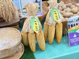 UPs School of Agriculture Joins Mobile Agricultural Clinic in Chiang Muan