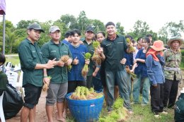 University of Phayao Hosts Preserving the Traditional Rice Planting Way of Life Activity to Promote Lanna Wisdom through Integrated Learning