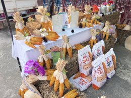 UP Hosts "Field Day 2026" in Lampang to Boost Farmers' Income with New Hybrid Corn