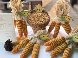 UP Hosts "Field Day 2026" in Lampang to Boost Farmers' Income with New Hybrid Corn