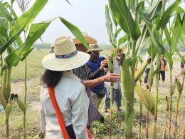 UP Hosts "Field Day 2026" in Lampang to Boost Farmers' Income with New Hybrid Corn