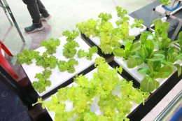 UP School of Agriculture Joins Science Week 2025 Exploring Science, Agriculture, and Innovation for the Future