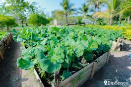 Sod Ma Mae Laew (With "Mi Ja Eee Tuay Ka!! Season 4) In collaboration with the Sufficiency Economy Learning Center, School of Agriculture and Natural Resources, University of Phayao