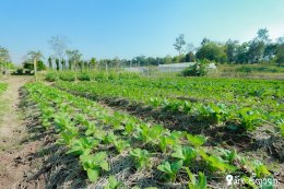 Sod Ma Mae Laew (With "Mi Ja Eee Tuay Ka!! Season 4) In collaboration with the Sufficiency Economy Learning Center, School of Agriculture and Natural Resources, University of Phayao