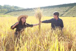 UP School of Agriculture and Natural Resources Joins Lanna Harvesting Culture Activity