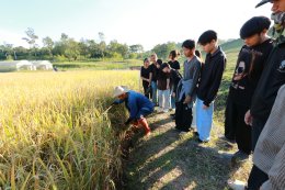 UP School of Agriculture and Natural Resources Joins Lanna Harvesting Culture Activity