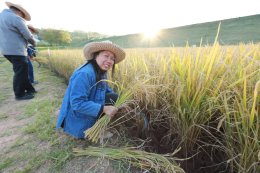 UP School of Agriculture and Natural Resources Joins Lanna Harvesting Culture Activity