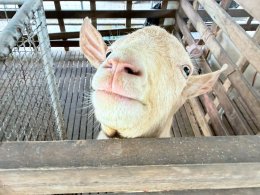 UP School of Agriculture Welcomes CCT District 15 for "Aging: Never Stop Dreaming" Project