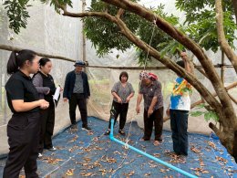 University of Phayao Conducts GI Evaluation for Mae Chai Lychee to Enhance Local Agricultural Standards