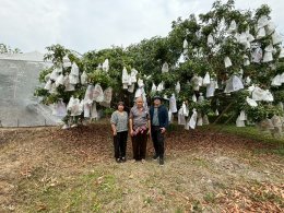 University of Phayao Conducts GI Evaluation for Mae Chai Lychee to Enhance Local Agricultural Standards