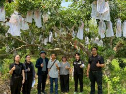 University of Phayao Conducts GI Evaluation for Mae Chai Lychee to Enhance Local Agricultural Standards