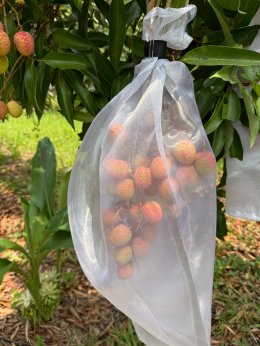 University of Phayao Conducts GI Evaluation for Mae Chai Lychee to Enhance Local Agricultural Standards