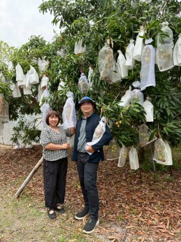 University of Phayao Conducts GI Evaluation for Mae Chai Lychee to Enhance Local Agricultural Standards