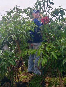 UP Agriculture Supports Local Farmers at Mae Jai Lychee Promotion Event