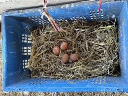 "Building a Collaborative Network for Utilizing Agricultural Waste Processed by Microorganisms to Produce Black Soldier Fly Larvae as an Alternative Protein Source in Animal Feed to Reduce the Cost of Organic Egg Farming in High-altitude Areas of Pha