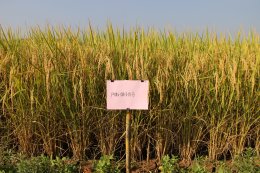 Hom Morpor 1: A New Fragrant Glutinous Rice Variety Developed Using DNA Marker-Assisted Selection