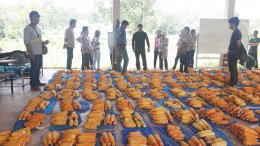 โครงการปรับปรุงพันธุ์ข้าวโพดมหาวิทยาลัยพะเยา (University of Phayao Maize Improvement, UPMI) ได้จัดกิจกรรม Open Field Day ณ แปลงทดสอบพันธุ์ คณะเกษตรศาสตร์และทรัพยากรธรรมชาติ มหาวิทยาลัยพะเยา