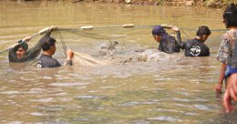 นิสิตการประมง คณะเกษตรศาสตร์ฯ ดำเนินกิจกรรมขนย้ายปลาบึก (Mekong Giant Catfish) และปลาเทพา (Chao Phraya Giant Catfish)