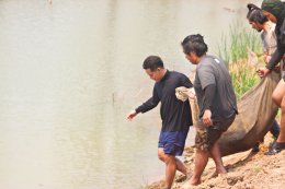 นิสิตการประมง คณะเกษตรศาสตร์ฯ ดำเนินกิจกรรมขนย้ายปลาบึก (Mekong Giant Catfish) และปลาเทพา (Chao Phraya Giant Catfish)