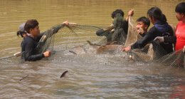 นิสิตการประมง คณะเกษตรศาสตร์ฯ ดำเนินกิจกรรมขนย้ายปลาบึก (Mekong Giant Catfish) และปลาเทพา (Chao Phraya Giant Catfish)