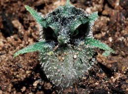 สุดยอด นักวิจัยคณะเกษตรศาสตร์ฯ ม.พะเยา ค้นพบพืชชนิดใหม่ “พิศวงตานกฮูก”