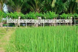 เกษตรทฤษฎีใหม่ตามแนวพระราชดำริ [แนวคิด]