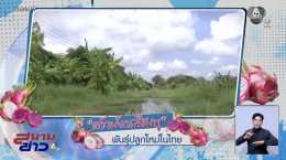 แก้วมังกรสีชมพู สวนเกษตรแก้วมังกร รังสิตคลอง 10 ไทย