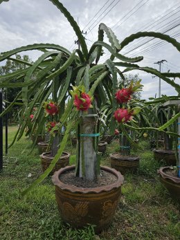 รับมือภาษีที่ดิน 69 พลิกที่รกร้าง ด้วยแก้วมังกรในกระถาง!