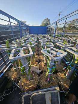 รับมือภาษีที่ดิน 69 พลิกที่รกร้าง ด้วยแก้วมังกรในกระถาง!