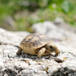 Complete Guide to Caring for Turtle