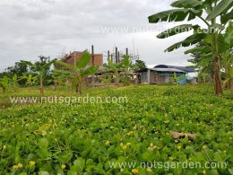 5  ประโยชน์ที่ต้องรู้ ! ในการปลูกถั่วบราซิลคลุมสวนผลไม้ 