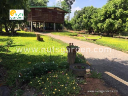3 ข้อเสียของถั่วบราซิล ที่คุณอาจเข้าใจผิด !