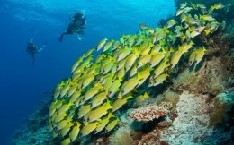 ที่สุดของรีสอร์ทมัลดีฟส์ที่เหมาะแก่การดำน้ำดูปะการัง