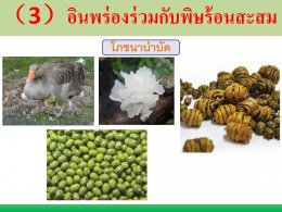 มะเร็งปอด โรคภัยใกล้ตัว ป้องกันดูแลรักษาด้วยวิธีแพทย์จีน