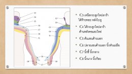 โรคกระดูกคอเสื่อม Cervical Spondylosis