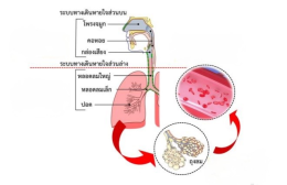 อาการไอเรื้อรัง ในศาสตร์การแพทย์แผนจีน