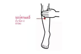 จุดจู๋ซานหลี่ (Zusanli : ST36)  รักษาโรคระบบทางเดินอาหารได้อย่างไร