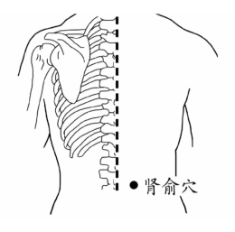 จุดบำรุงอวัยวะทั้งห้า