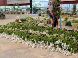 เยี่ยมชม Air Orchids Supermarket & Lab จังหวัดนครปฐม