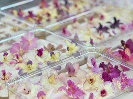 เยี่ยมชม Air Orchids Supermarket & Lab จังหวัดนครปฐม