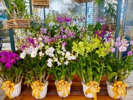 เยี่ยมชม Air Orchids Supermarket & Lab จังหวัดนครปฐม