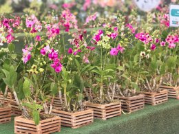 เยี่ยมชม Air Orchids Supermarket & Lab จังหวัดนครปฐม