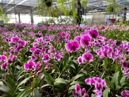 เยี่ยมชม Air Orchids Supermarket & Lab จังหวัดนครปฐม