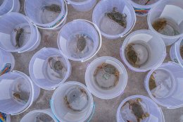 กิจกรรมจิตอาสา เรียนรู้วิถีชีวิตชุมชน และร่วมอนุรักษ์ทรัพยากรทางทะเล ผ่านการปล่อยลูกปูม้า  ณ ธนาคารปูม้า ตำบลอ่างศิลา อำเภอเมืองชลบุรี จังหวัดชลบุรี